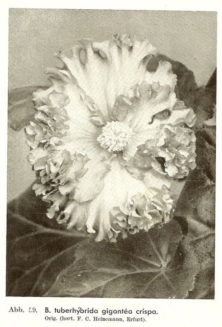 B. ‘Gigantea Crispa’